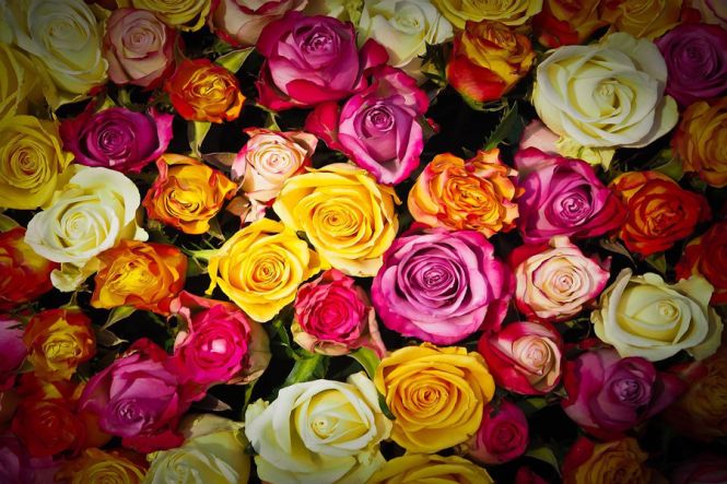 images/Rozen_bij_column_aankondiging_Verbloemen.jpg